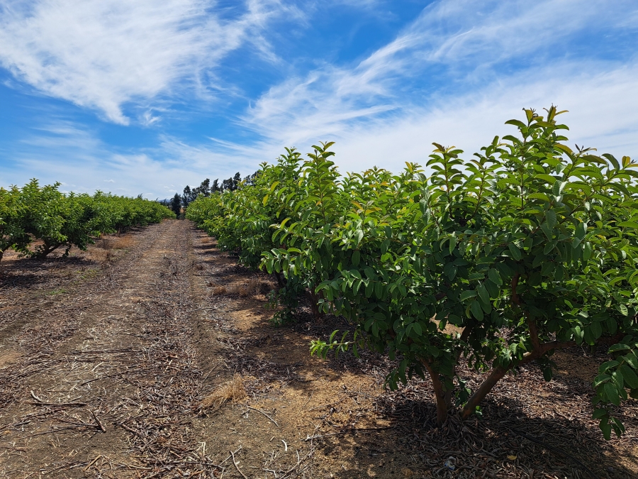 4 Bedroom Property for Sale in Paarl Rural Western Cape